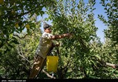 برداشت سیب از باغ های ارومیه