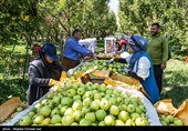 برداشت سیب از باغ های ارومیه
