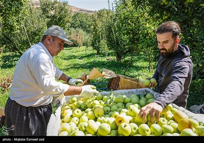 Urmiye Bahçelerinden Hasat Zamanı