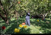 برداشت سیب از باغ های ارومیه