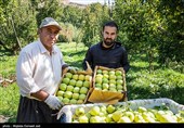 برداشت سیب از باغ های ارومیه
