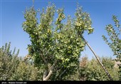 برداشت سیب از باغ های ارومیه