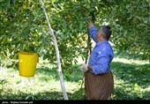 برداشت سیب از باغ های ارومیه