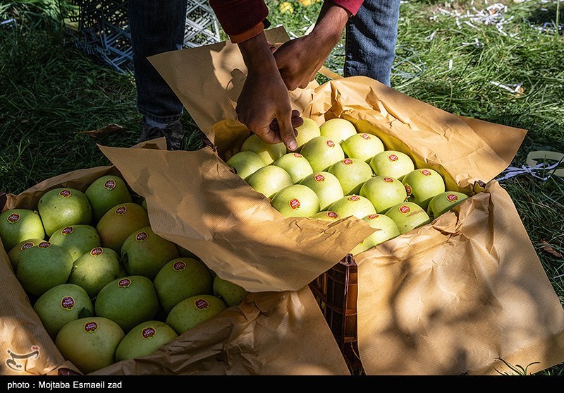 کاهش ۸ درصدی تولید سیب به دلیل خشکسالی/ شب عید کمبود سیب نداریم