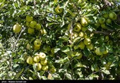 برداشت سیب از باغ های ارومیه