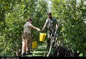 برداشت سیب از باغ های ارومیه