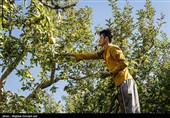 برداشت سیب از باغ های ارومیه