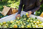 برداشت سیب از باغ های ارومیه