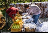 برداشت سیب از باغ های ارومیه