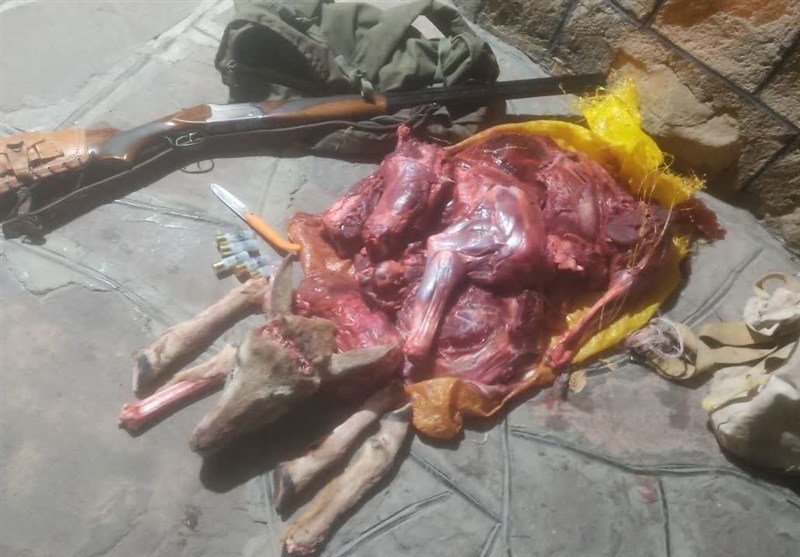 کشف محموله سنگین شکار چهار گونه حیات وحش در کهگیلویه و بویراحمد