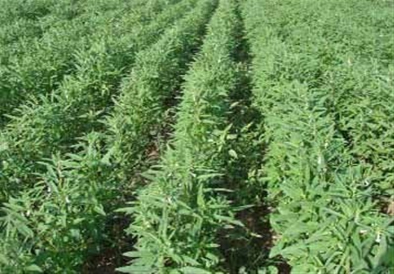 پیش‌بینی برداشت 5000 تن کنجد از 4300 هکتار اراضی استان بوشهر