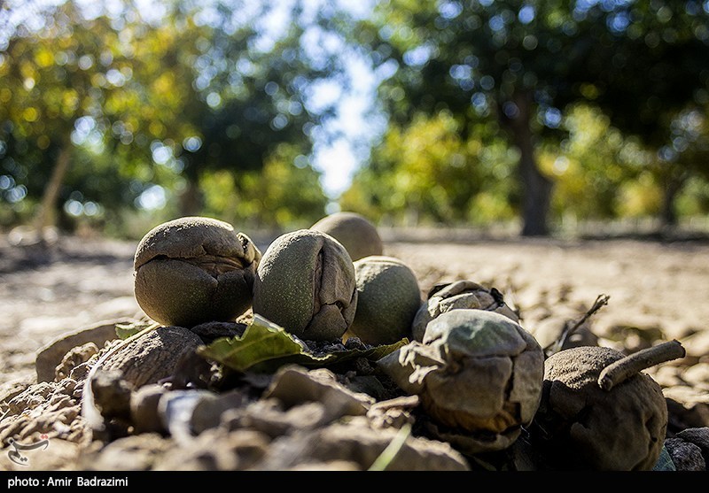 اخبار استان همدان , 