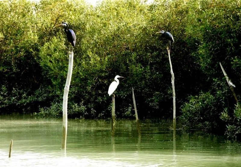 تالاب‌های هرمزگان را بشناسید| از شیدور تا گابریک؛ جایی که پرندگان مهاجر و دلفین‌ها زندگی می‌کنند+فیلم