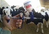 تب برفکی در اردبیل کنترل شده است