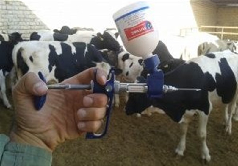 تب برفکی به انسان منتقل نمی‌شود