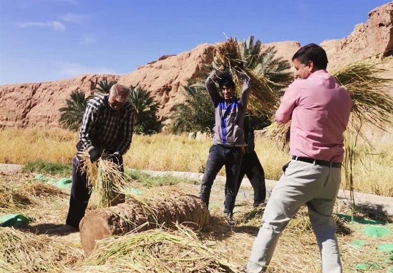 ثبت جشنواره نخل و شالی در تقویم ملی رویدادهای گردشگری ایران