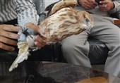 نجات پرنده شکاری توسط بسیجیان شهرستان دیر