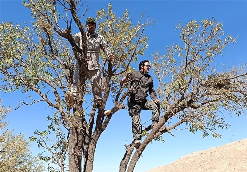 20 هزار هکتار از بادامستانهای دیم آفت زدایی شد