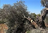 75 درصد درختان زیتون غزه در حملات رژیم صهیونیستی از بین رفتند