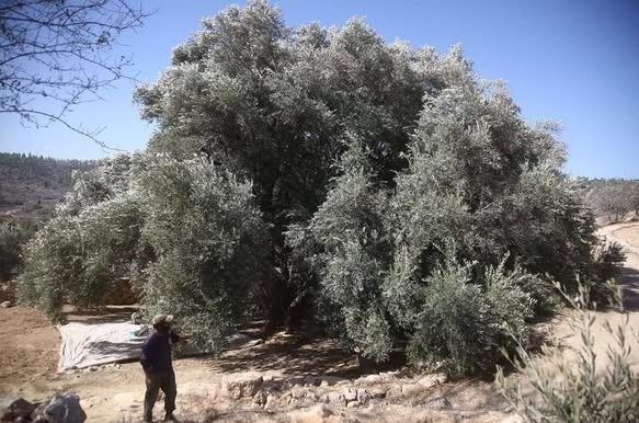 کشور فلسطین , کرانه باختری , بیت المقدس , شهرک سازی رژیم صهیونیستی اسرائیل , حضرت عیسی (ع)| عیسی مسیح , صهیونیسم , تشکیلات خودگردان فلسطین , 