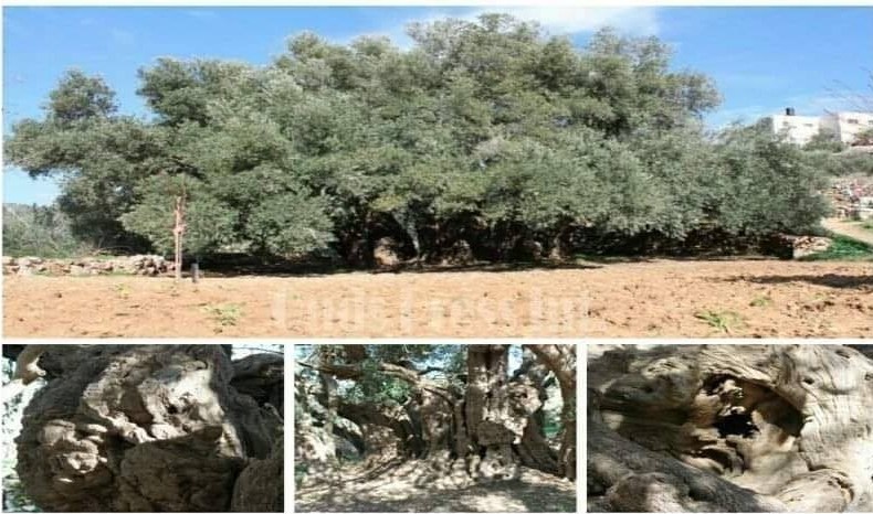 کشور فلسطین , کرانه باختری , بیت المقدس , شهرک سازی رژیم صهیونیستی اسرائیل , حضرت عیسی (ع)| عیسی مسیح , صهیونیسم , تشکیلات خودگردان فلسطین , 