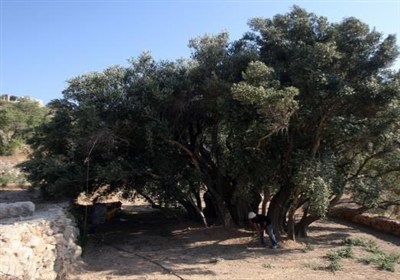 فلسطین ماندنی است؛ مثل مادر زیتون و عمر 5500ساله‌اش