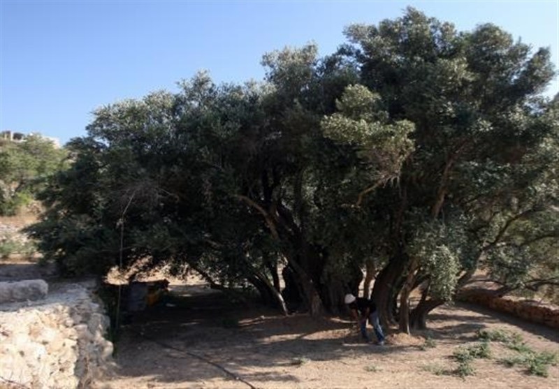 فلسطین ماندنی است؛ مثل مادر زیتون و عمر 5500 ساله‌اش