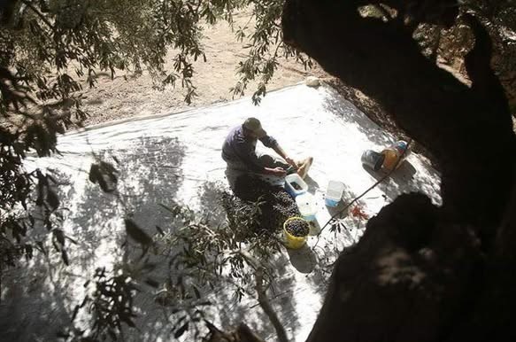 کشور فلسطین , کرانه باختری , بیت المقدس , شهرک سازی رژیم صهیونیستی اسرائیل , حضرت عیسی (ع)| عیسی مسیح , صهیونیسم , تشکیلات خودگردان فلسطین , 