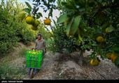 تولید ملی برای رفع محرومیت / برداشت نارنگی از باغات هاشم‌آباد گرگان