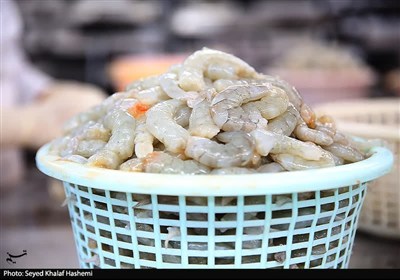 افزایش 20 درصدی صید ماهی در دریای خزر