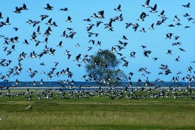 پایش و نظارت در محیط زیست , اخبار ورامین , محیطبان ,