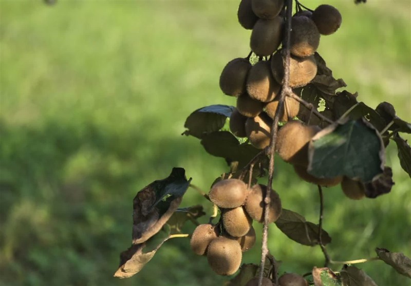 کیوی رودسر، میوه طلایی گیلان