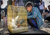 سوق بيع الطيور في بجنورد.. تراث حيّ يرفرف بين أيدي الباعة والهواة