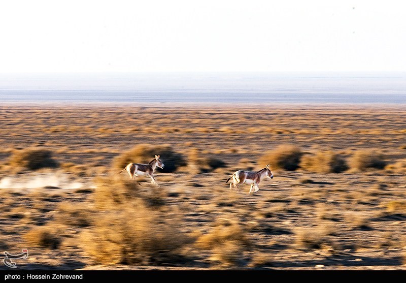 معجره در دل کویر | گورخر ایرانی از انقراض فرار کرد 3