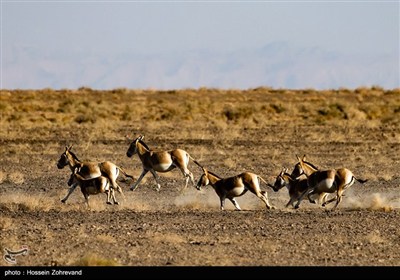 معجزه در دل کویر|گورخر ایرانی از انقراض فرار کرد