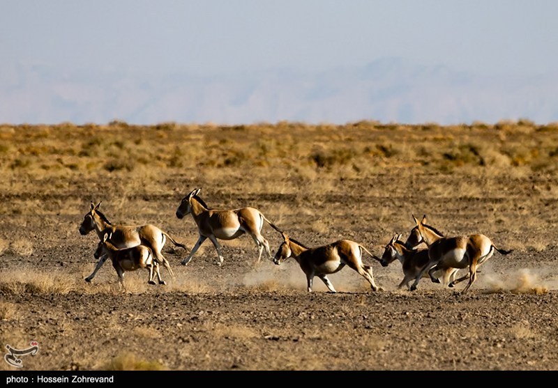 معجره در دل کویر | گورخر ایرانی از انقراض فرار کرد