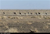 احیای گورخر ایرانی در پارک ملی کویر