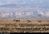 Kavir Milli Parkı&apos;nda İran Zebrası Yeniden Canlanıyor