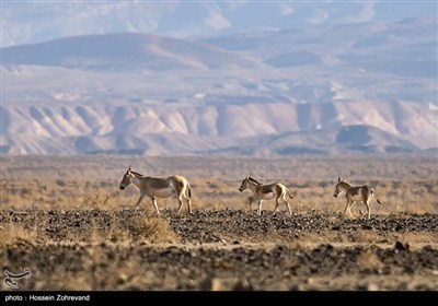 Persian Onager Makes A Comeback in Iran’s Kavir National Park