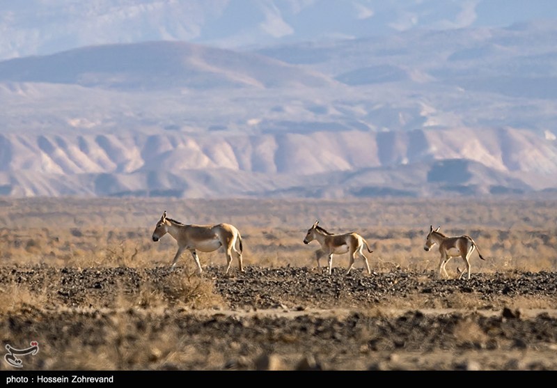 معجره در دل کویر | گورخر ایرانی از انقراض فرار کرد 2