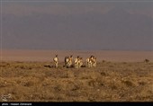 احیای گورخر ایرانی در پارک ملی کویر