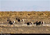 احیای گورخر ایرانی در پارک ملی کویر