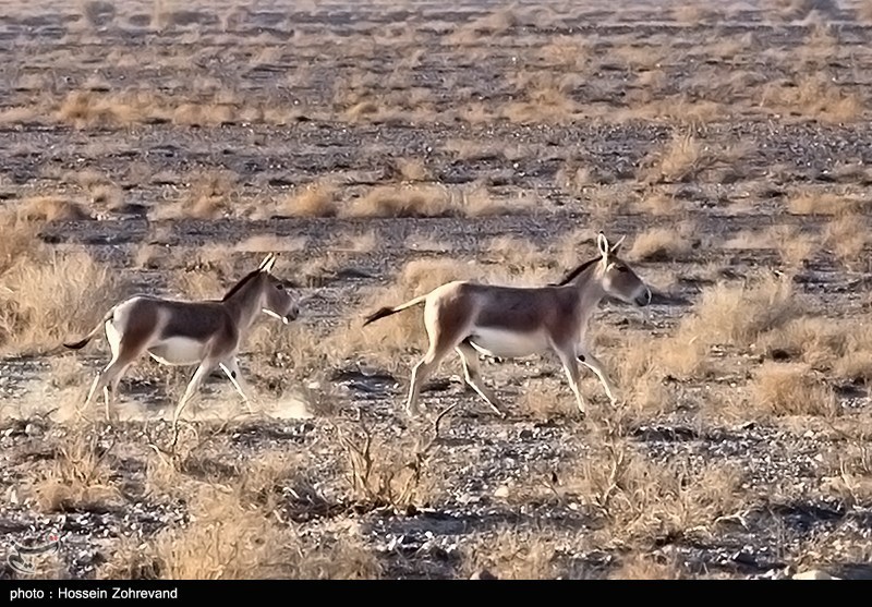 عودة الحمار الوحشي إلى الحياة في "إفريقيا إيران" بعد عقدين من الغياب