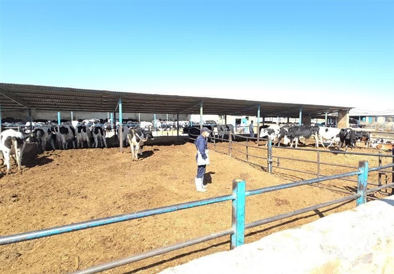 اخبار گناباد , خراسان رضوی , اخبار استان خراسان رضوی , اخبار مشهد , تب برفکی ,