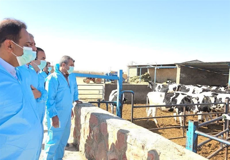 اخبار گناباد , خراسان رضوی , اخبار استان خراسان رضوی , اخبار مشهد , تب برفکی ,