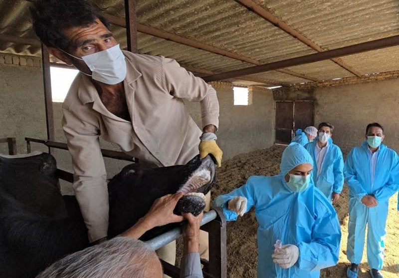 اخبار گناباد , خراسان رضوی , اخبار استان خراسان رضوی , اخبار مشهد , تب برفکی ,