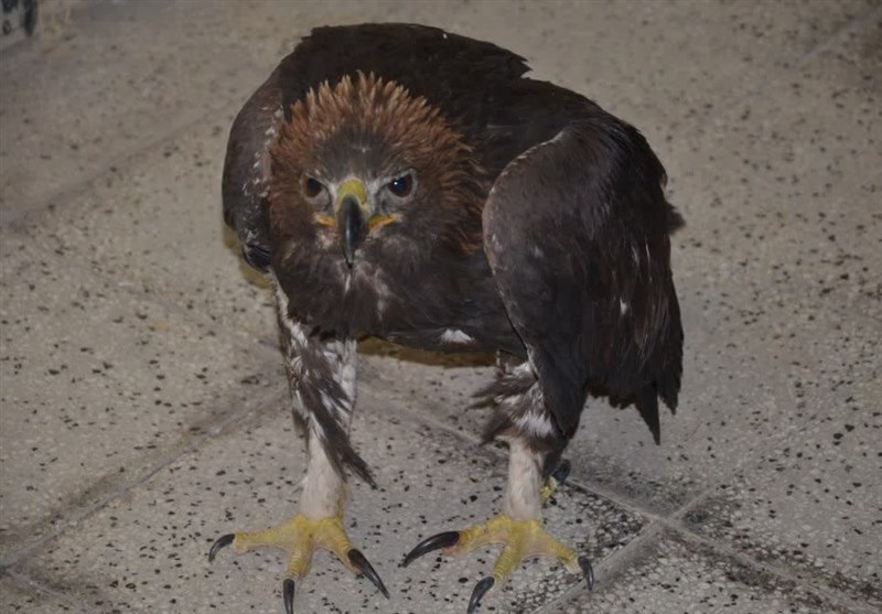 کشف شاهین دلیجه 10 میلیارد ریالی در دامغان/3 متخلف در دام پلیس