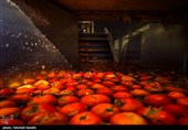 تولید رب گوجه فرنگی با صنایع تبدیلی