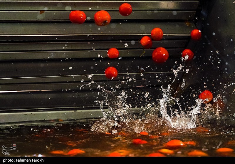 هستهای در کشاورزی ــ ۵۳ | گوجهفرنگی مرغوبتر، با فناوری هستهای