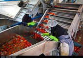 تولید رب گوجه فرنگی با صنایع تبدیلی